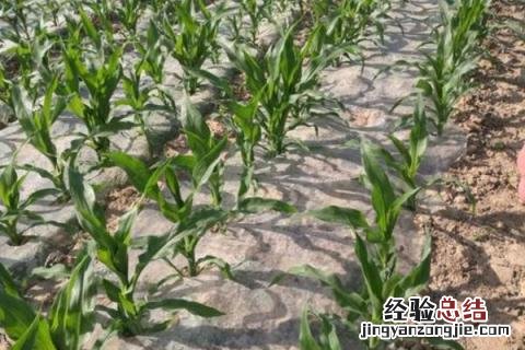 院丰369小麦品种审定公告 院丰369小麦品种