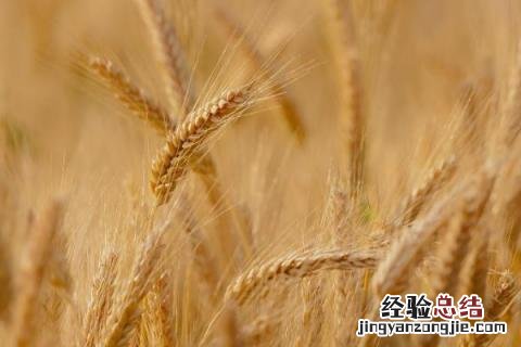 瑞星一号小麦品种 瑞麦一号小麦品种介绍