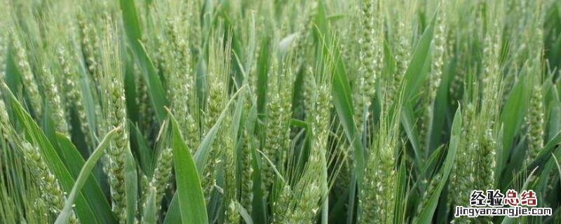 伟隆169小麦品种产量表现，附简介 伟隆169小麦新品种简历