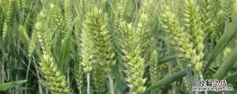 小麦品种4199啥时间种 4199小麦品种亩产能收多少斤，附简介