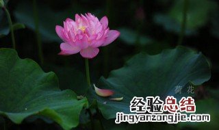 关于荷花的诗句 关于荷花的诗句推荐