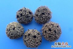 路路通 路路通中药的功效与作用