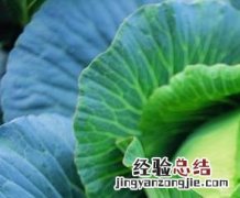 卷心菜的食疗功效 卷心菜的功效与作用食用方法