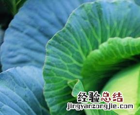 卷心菜的食疗功效 卷心菜的功效与作用食用方法