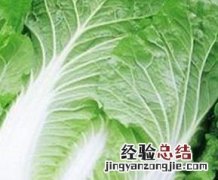 怎样挑选大白菜 怎么挑选大白菜