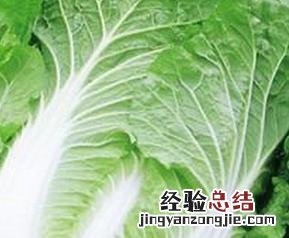 怎样挑选大白菜 怎么挑选大白菜