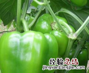 青椒的功效与作用禁忌 青椒的功效与作用