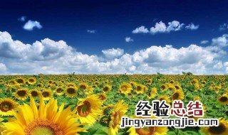 向日葵几月份播种 向日葵几月份播种最好