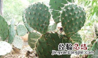 仙人掌和仙人球的作用是一样的吗 仙人掌和仙人球有啥区别