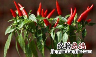辣椒籽一般几天发芽出来 辣椒籽一般几天发芽