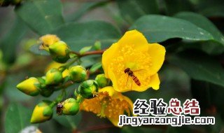 金丝桃的功效与作用及禁忌 金丝桃的功效与作用