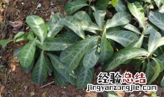 龙脷叶功效与作用 龙脷叶的作用与功效