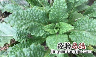 青蛙草的功效与作用禁忌 青蛙草的功效与作用