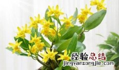 石斛花的功效与作用吃法 石斛花的功效与作用