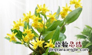 石斛花的功效与作用吃法 石斛花的功效与作用