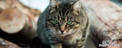 野猫是几级保护动物 野猫保护级别