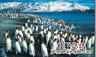 方舟手游企鹅岛在哪里打 方舟手游企鹅岛在哪