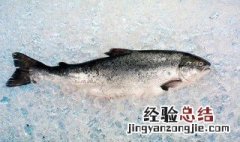 大马哈鱼是淡水鱼还是海水鱼 大马哈鱼是深水鱼吗