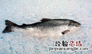 大马哈鱼是淡水鱼还是海水鱼 大马哈鱼是深水鱼吗