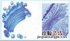 高尔基复合体由哪几部分组成?其主要功能是什么? 顺面高尔基复合体的功能是