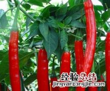 线椒的功效与作用点 线椒的功效与作用