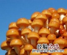 滑子蘑的做法步骤 滑子蘑菜谱