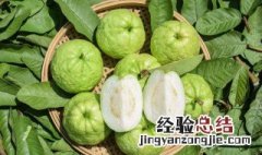 芭乐熟到什么程度能吃 芭乐怎么吃判断芭乐熟了