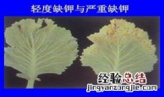 缺钾的症状 缺钾有以下这些症状