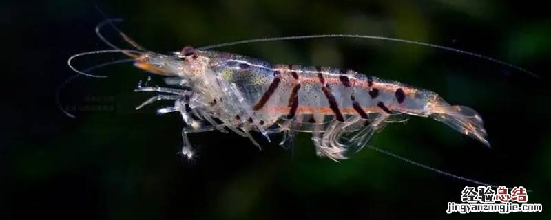 冬天虾干可以放在室外吗 冬天虾可以放在室外吗