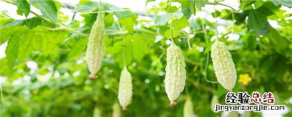 苦瓜怎样种植和管理 苦瓜怎么种植和管理