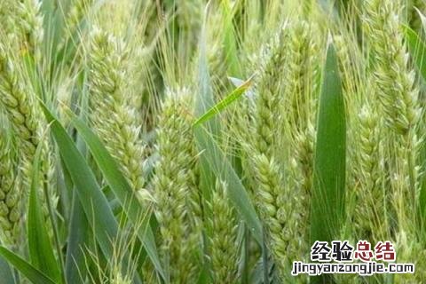 中麦155小麦品种介绍 中麦155小麦品种介绍邢麦6号
