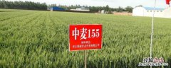 中麦155小麦品种介绍 中麦155小麦品种介绍邢麦6号