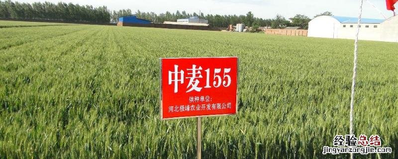 中麦155小麦品种介绍 中麦155小麦品种介绍邢麦6号