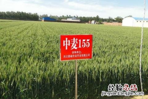 中麦155小麦品种介绍 中麦155小麦品种介绍邢麦6号