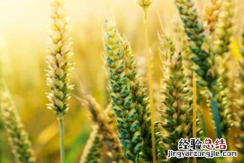珍麦3号小麦品种介绍 淮麦33小麦品种介绍