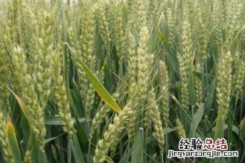 中信麦28小麦品种怎样，附简介 中信麦48品种简介