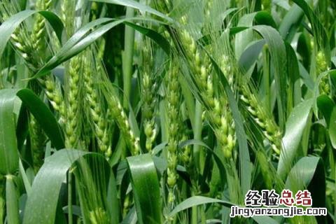 中信麦28小麦品种怎样，附简介 中信麦48品种简介