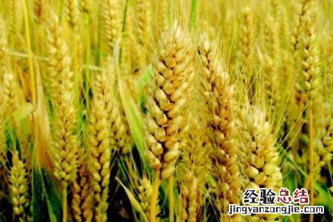 中信麦28小麦品种怎样，附简介 中信麦48品种简介