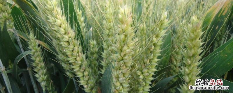 中信麦28小麦品种怎样，附简介 中信麦48品种简介