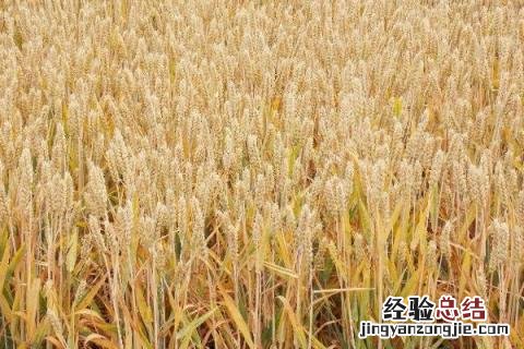 山农19小麦品种介绍 山农29小麦品种介绍