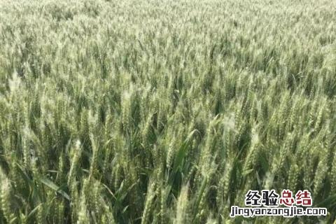 山农19小麦品种介绍 山农29小麦品种介绍