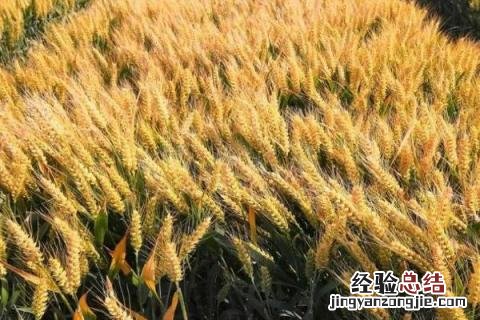 山农19小麦品种介绍 山农29小麦品种介绍