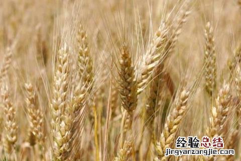艾麦24小麦品种特征特性 艾麦24小麦最高产量