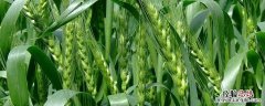 打节节麦的药最佳什么时间打，什么温度下适合打