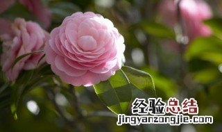 蓓蕾的拼音 蓓蕾词语的读音简介