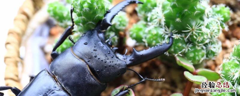 锹甲虫是不是国家的保护动物 锹甲虫是国家保护动物吗