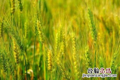 矮杆高产小麦品种 矮杆高产小麦品种存麦11