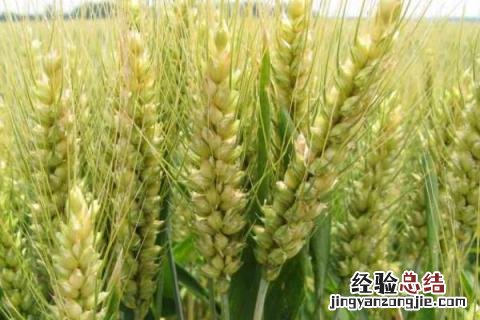 矮杆高产小麦品种 矮杆高产小麦品种存麦11
