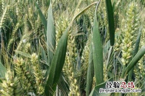 矮杆高产小麦品种 矮杆高产小麦品种存麦11