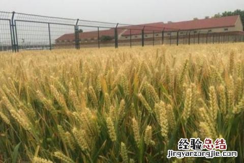 周麦28小麦品种介绍 周麦28小麦品种简介
